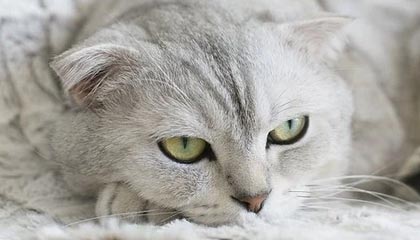 吃瓜入口热传的黑料截图教你识别后发现证据链对不上为什么会被带节奏？