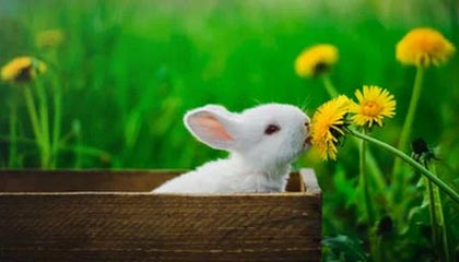 如果你总是刷不到想看的，蜜桃tv封面为什么越来越像？背后是不踩雷在驱动（这才是关键）